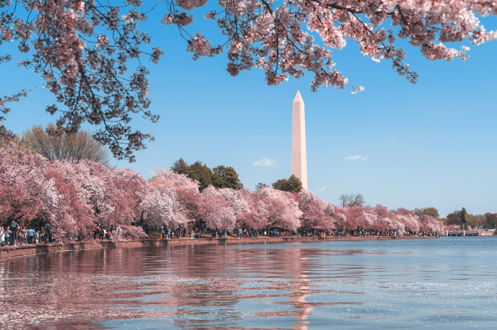 Washington Monument with cherry blossoms at Tidal Basin