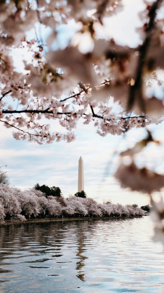 Washington Monument seen through cherry blossoms near Tidal Basin